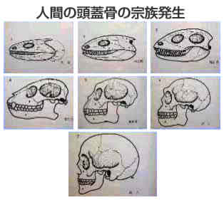 人間の頭蓋骨の宗族発生